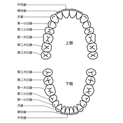 歯の名称　歯列
