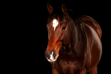 Fototapeta premium Horse, portraits, black, background, color, animal, studio, flash