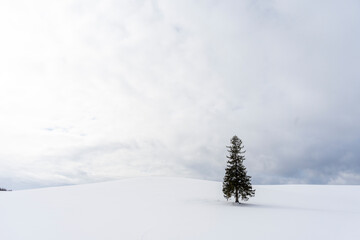 It is a famous tourist attraction, also known as the Christmas Tree, and is located in Hokkaido.