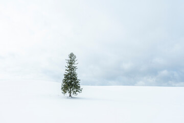 It is a famous tourist attraction, also known as the Christmas Tree, and is located in Hokkaido.