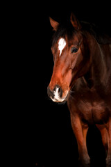 Fototapeta premium Horse, portraits, black, background, color, animal, studio, flash