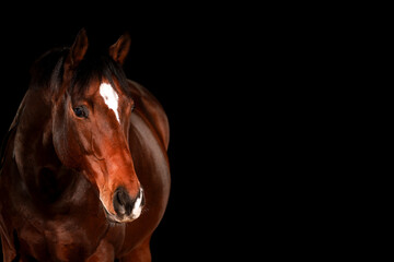 Obraz premium Horse, portraits, black, background, color, animal, studio, flash