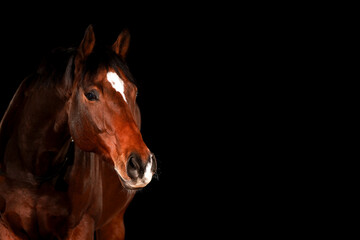 Obraz premium Horse, portraits, black, background, color, animal, studio, flash