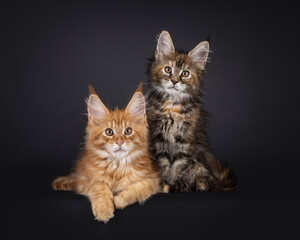 Obraz premium Black tortie and red Maine Coon cat kitten sitting and laying together. Looking straight to camera. Isolated on a black background