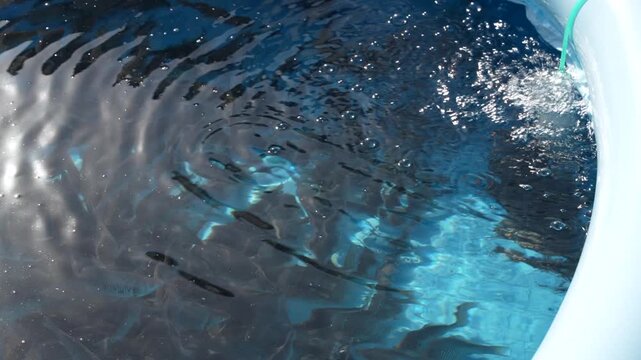 a school of fish swimming in the pool on a farm