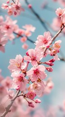 Obraz premium Close-up of cherry blossom branches, pink petals against blue sky, springtime vertical wallpaper.