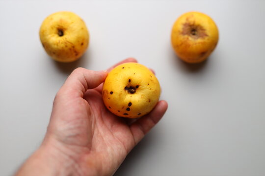 Hand holding imperfect yellow apples with brown spots on light background