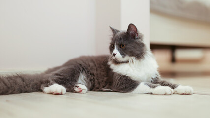 Fototapeta premium Fluffy gray and white cat relaxing on wooden floor in cozy home setting