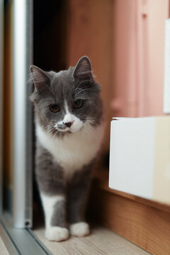 Curious gray and white cat peeking playfully from a shelf