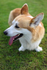 Portrait of lovely Pembroke Welsh Corgi dog outdoor