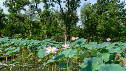 Pink petals of Lotus flower plant blooming on green leaf background and natural landscape