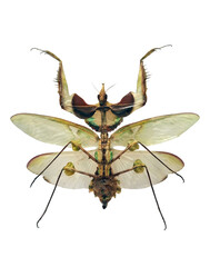 Devil's flower mantis showcases its striking appearance and detailed features while isolated...