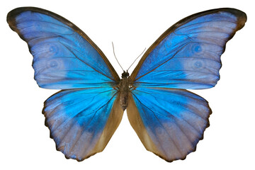 Vibrant Morpho didius form caeca butterfly showcases its stunning blue and pink wings against a clear white background, emphasizing its unique coloration and beauty.
