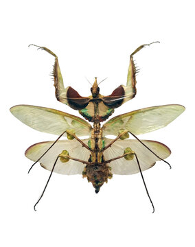 Devil's flower mantis showcases its striking appearance and detailed features while isolated against a plain background, emphasizing its distinct coloration and shape.