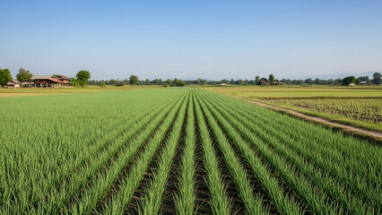 rice field in thailand, Young green onion plants grow in neat rows on fertile farm soil. Agricultural field stretches towards horizon under clear sky. Healthy crop cultivation on rural land.