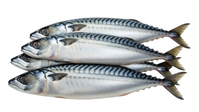 Detailed studio shot of fresh, raw whole mackerel fish, perfectly stacked for culinary display, showcasing natural textures and silver scales, isolated on transparent background for versatile use