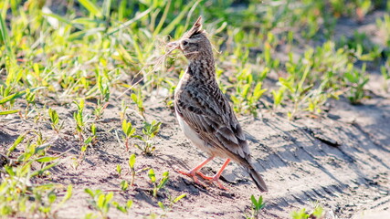 sparrow on a grass