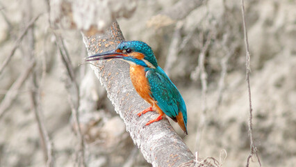 kingfisher on the branch