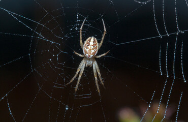 spider on web
