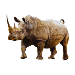 Obraz premium White Rhinoceros Isolated on White Background – Wildlife Animal Image