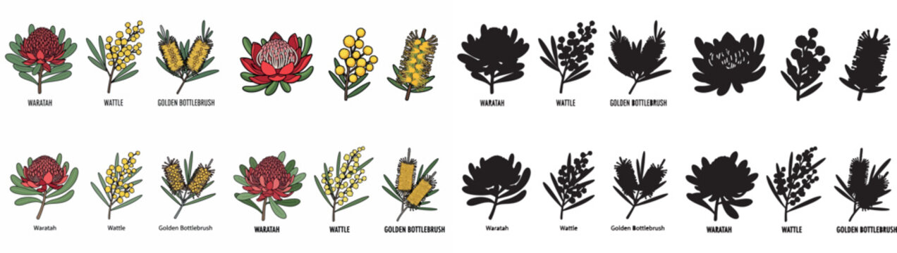 Australian native flowers and foliage outline set