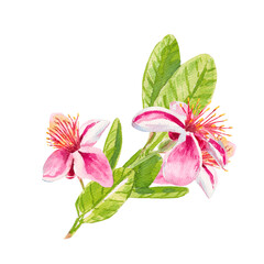 Feijoa brunch. Watercolor illustration of a twig with blooming feijoa flowers, leaves and buds isolated on white for textiles, fabrics, prints, wrapping, scrapbooking, cookbook, invitational, cosmetic