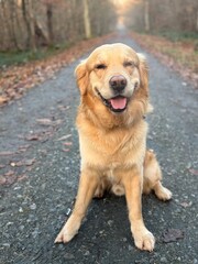 golden retriever dog sits on a forest path and smiles