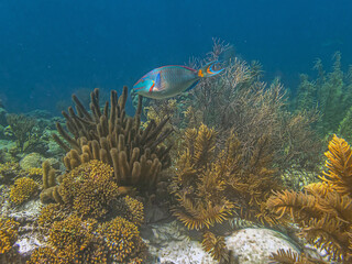 Caribbean coral garden, Bonaire, parrotfish,stoplight parrotfish ,Sparisoma viride