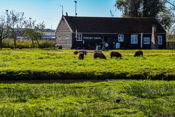 Rural scene at Zaanse Schans featuring sheep, green grass, and historic Dutch farm architecture