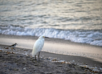  snowy egret ,Egretta thula,white heron