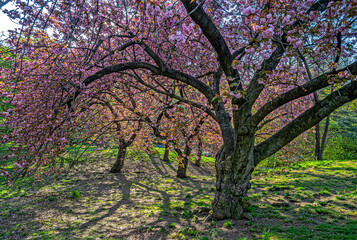 Fototapeta premium Acer palmatum, commonly known as Japanese maple