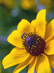 Rudbeckia hirta, black-eyed Susan,
