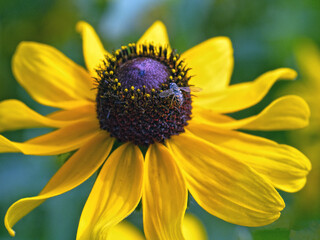 Rudbeckia hirta, black-eyed Susan,