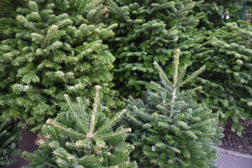 Sapins de Noël à la vente