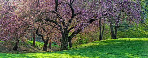 Fototapeta premium Acer palmatum, commonly known as Japanese maple
