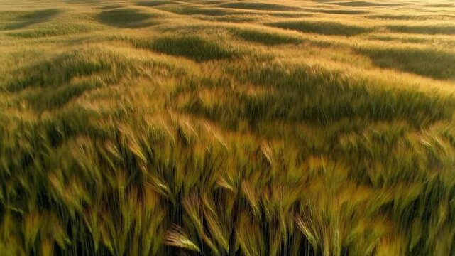 Golden wheat field swaying gently in the breeze during beautiful sunset hour for farming, agriculture, and nature projects