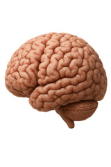 Human Brain Organ Anatomical Model