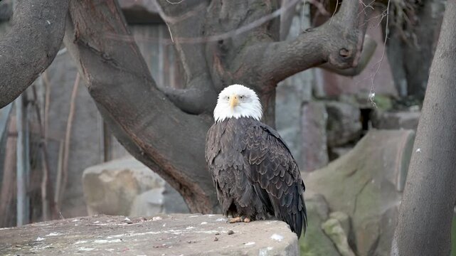 Bald Eagle pearching on stomp