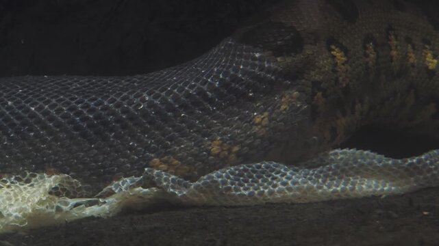 Snake shedding its moult