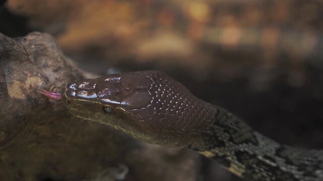 Close up of Ball Python head