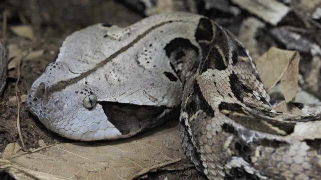 Close up of Gaboon viper head