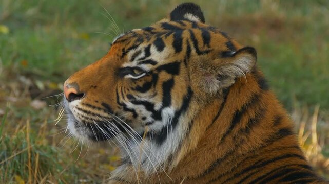 Bengal tiger resting on a grass