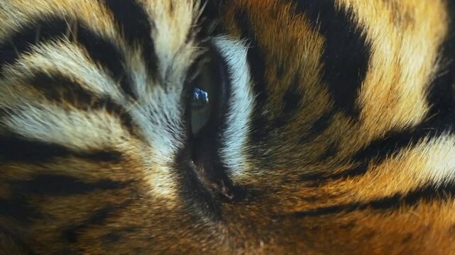 Close up of Bengal Tigers eye