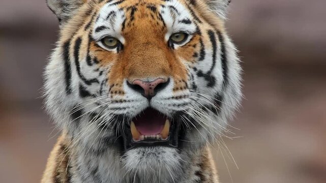 Portrait of Siberian tiger panting and looking around