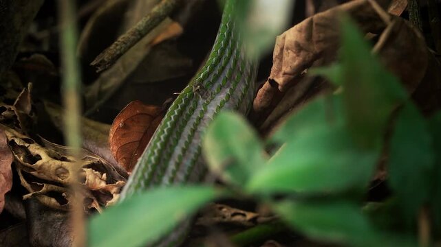Tree Boa moving on a forest floor