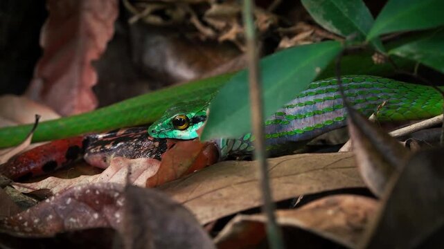 Emerald Tree Boa swallows a prey on forest floor