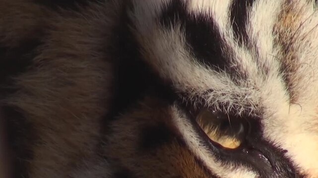 Close up of a tires eyes