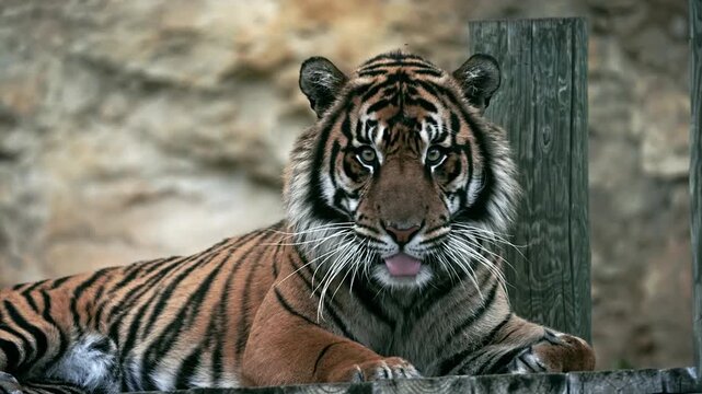 Bengal tiger lying down and relaxing 