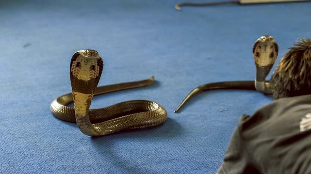 Person crouching against two Indian cobras