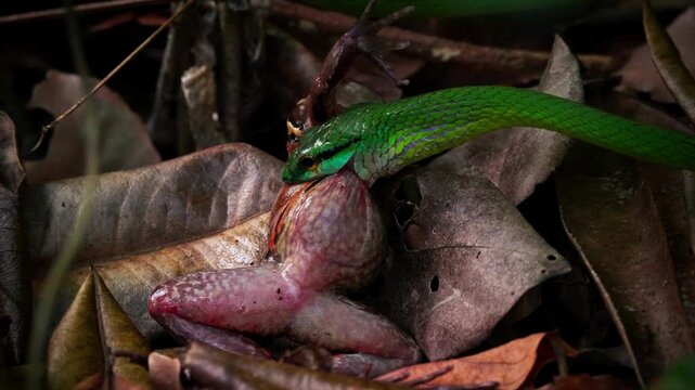 Parrot Snake eating frog